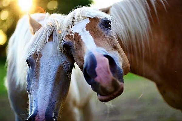 L'impatto degli sport equestri sull'economia? C'è la ricerca “Il Cavallo Vincente”